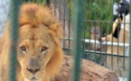 Parc Hann : Un employé a failli se faire dévorer par un lion