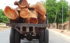 Cette enquête révèle comment les forêts sénégalaises sont pillées par les chinois