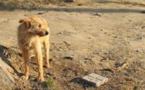 Commune de Vélingara : le Service départemental de l’élevage abat une centaine de chiens errants