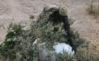 Opérations spéciales COVID-19 : La Douane met la main sur 167 kg de chanvre indien.