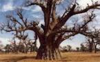 ECOUTEZ. Récit de la femme qui a recu le baobab au cou
