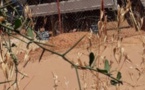 Touba : Premières arrestations dans l'affaire de la dépouille demembrée