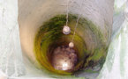 Un thiantacoune se jette dans le puits du jardin de la Prison de Thiès