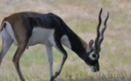 "3 des 6 gazelles convoyées à la réserve privée d'Abdou Karim Sall sont mortes" (Libération)