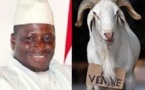 Tabaski : Le « Bana-bana » Yaya Jammeh vend des moutons à ses fonctionnaires