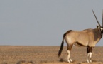Affaire du transfert des Gazelles oryx : l’acte du ministre de l’Environnement est un acte de braconnage, selon la plateforme Avenir Sénégal