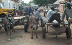 Le métier de conducteur de charrette, un gagne-pain à Kolda