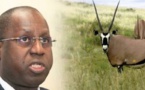 Affaire des gazelles oryx : Le PDS annonce une plainte devant le procureur