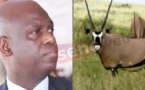 Affaire des gazelles oryx : Mansour Faye fait partie des bénéficiaires