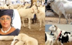 Tabaski: Marieme Faye Sall offre des moutons aux populations