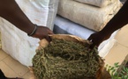 OPERATION « JONCTION » : La Douane saisit 537 kg de chanvre indien en 72 heures.