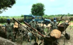 Vélingara/Lutte contre la coupe de bois : La brigade territoriale a saisi un important lot de bois de vène