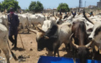 Tamkharit 2020 : Macky Sall offre 1600 Bœufs