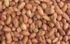 "Fuite" des arachides : des huiliers sénégalais redoutent un arrêt des usines