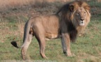 Oussouye : Un lion rôde autour des habitations depuis plusieurs jours (conservateur)