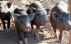 Diourbel : Des porcs déterrent des corps au cimetière de Keur Goumack