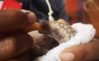 Au Nigeria, le Covid-19 donne un nouvel élan à la défense du pangolin