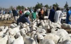 MOUVEMENT D’HUMEUR DANS LE SECTEUR DE L’ÉLEVAGE