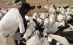 Aminata Touré annonce un groupe de travail sur le vol de bétail