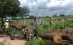 ENVIRONNEMENT- Sédhiou, Kolda et Ziguinchor se liguent contre la déforestation