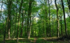Kolda: Le sous-préfet suspend les constructions dans la forêt classée de Mahon
