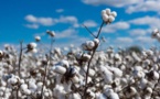 Relance de la filière coton : La production passe de 15 000 à 20 000 tonnes