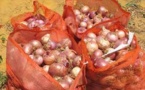 L'Union Européenne et L'Asepex volent au secours  des producteurs d'oignon