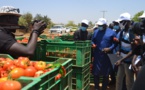 Insertion des jeunes : L’ANPEJ et la FAO lancent un programme de 23 fermes agricoles