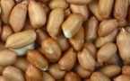 Semences d’arachides : Les paysans de Kolda rouspètent contre le prix du kilo.