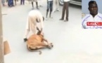 Bœuf sacrifié à la Médina le jour du combat : Tapha Tine nie être l’auteur (regardez la vidéo)