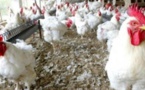 Korité 2021 : Déficit d’un million poulets, les prix flambent