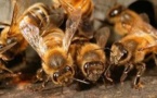 Des abeilles empêchent l’enterrement d’un cadavre à Saré Méta