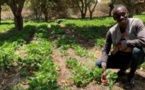La fraise sénégalaise a le vent en poupe