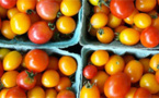 Environ 40.000 tonnes de tomate produites sur un objectif de 75.000