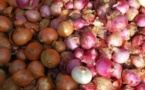 Ousmane Mbaye directeur du commerce intérieur «Pourquoi l’oignon  et la pomme de terre  coûtent chers »