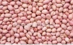 Fatick : des producteurs jugent ''élevés'' les prix de vente des semences d’arachide