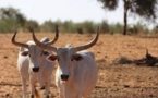 Khombole : Comment un berger a perdu une trentaine de vaches
