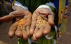 Vélingara : Famine et Pauvreté frappent aux portes du monde rural