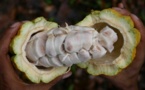 Le Nigeria prévoit de produire 500.000 tonnes de cacao par an à partir de 2015