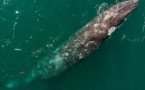 Rufisque: Une baleine blessée s'échoue sur la plage et...