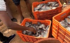 Première « récolte » de poissons du bassin piscicole de Kilim (Ouarkhokh, Djolof)