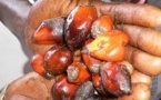 L'huile de palme: un frein à la fertilité 