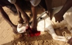 Tabaski : Ibrahima a tenté de se trancher la gorge