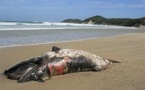 Mort mystérieuse de baleines : Greenpeace demande à Accra de faire la lumière