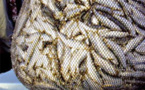 Ziguinchor : le tonnage de poisson débarqué augmente depuis 2010