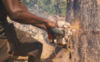 Pillage forêt classée de Tendouck: L'ombre de Boffa-Bayotte plane dans le Blouf