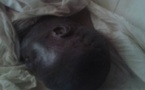 Confession du cousin de Cherif Ndao : « A six reprises, j’ai versé de l’eau dans sa bouche et des boules de sang en sortaient »