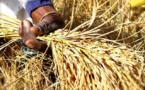 Casamance : Oulampane accueillera le projet en riz Ecotopia pour 10 milliards FCA