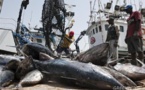 Pêche illégale : Le Sénégal perd entre 300 et 350 milliards FCFA