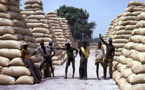 Campagne arachidière: 21.853 tonne d'arachides collectées en trois semaines (officiel)